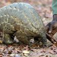 The Pangolin, an endangered species, is considered the most trafficked mammal on earth, with its scales highly prized in Vietnam and China