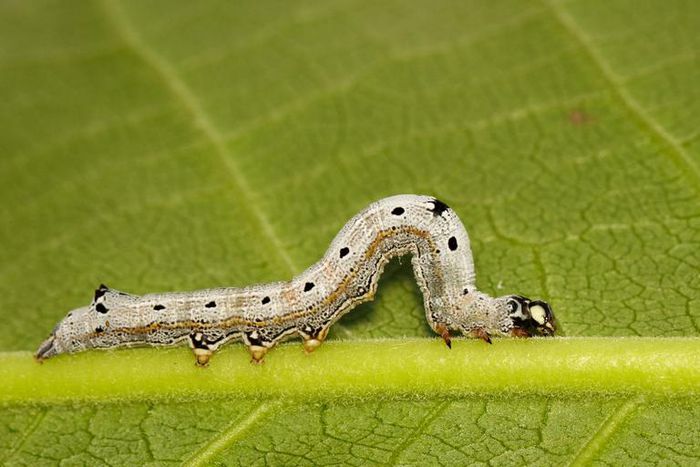 Dr. Pimple Popper Pops Two 'Dilated Pores of Winer