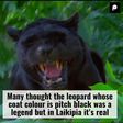 1st Pictures in More Than a Century of Rare African Black Leopard in Kenya
