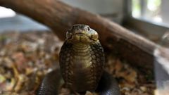 Every year, snakes bite about 5.4 million people worldwide but the figure is likely a vast underestimation, given underreporting and patchy recordkeeping, officials say