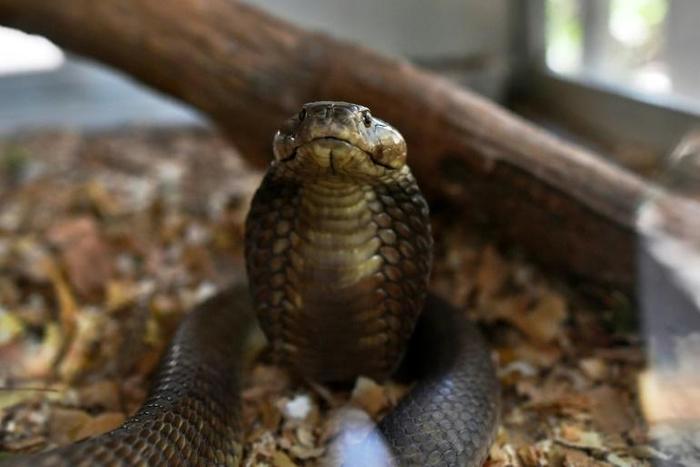 Every year, snakes bite about 5.4 million people worldwide but the figure is likely a vast underestimation, given underreporting and patchy recordkeeping, officials say