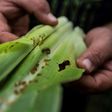 A 'huge threat to food security', fall armyworm has made its way to Rwanda