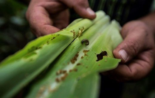 A 'huge threat to food security', fall armyworm has made its way to Rwanda