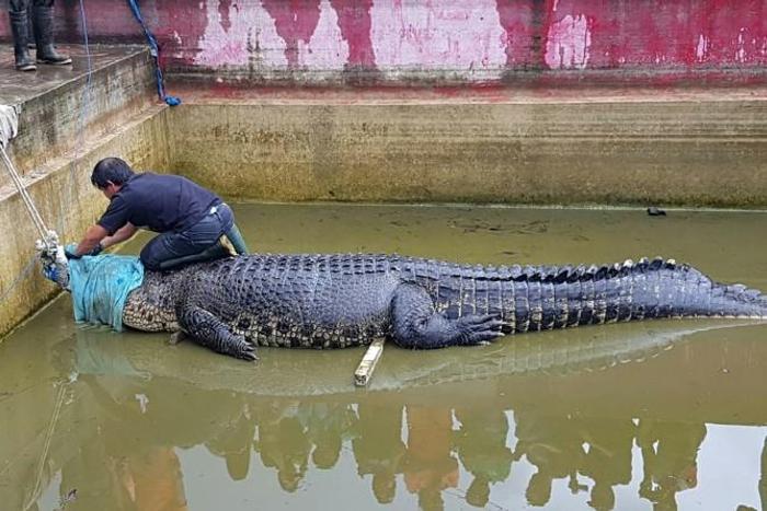 The crocodile, named Merry, killed the head of the pearl farm lab after she fell into its enclosure