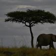 An elephant walks past a tree in Kenya's Masai Mara game reserve