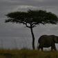 An elephant walks past a tree in Kenya's Masai Mara game reserve