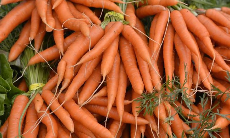 Fresh carrots(ArchDaily)