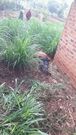 5 killed by dreaded gang in night of terror