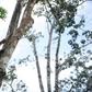 A worker cuts the bark of a rubber tree on a plantation of US company Firestone in Harbel, Liberia, on October 17, 2016
