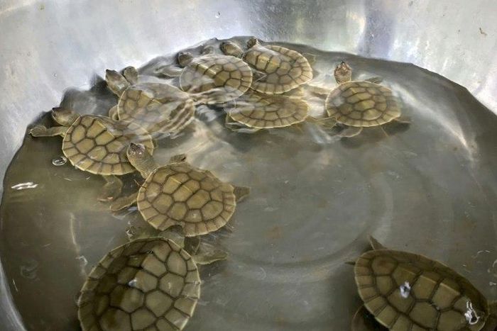 The freshwater turtle, also known as the southern river terrapin, was thought to be extinct in Cambodia until 2000