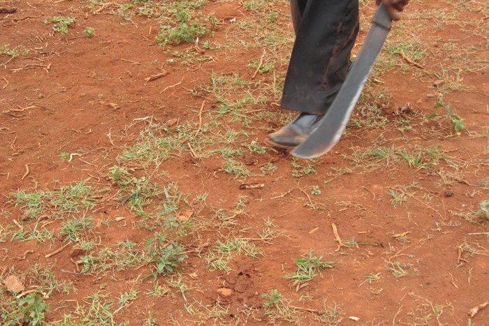 ___6699610___https:______static.pulse.com.gh___webservice___escenic___binary___6699610___2017___5___18___15___panga