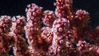 'Dr. Seuss' Garden' Yields a Deep-Sea Discovery, but It Already Faces Threats