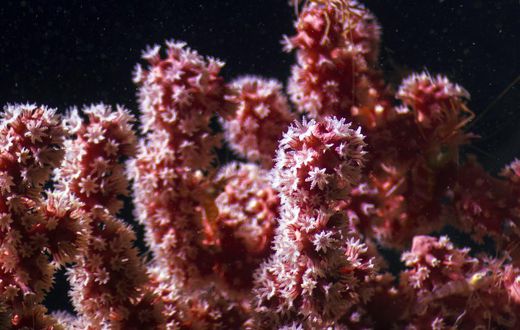 'Dr. Seuss' Garden' Yields a Deep-Sea Discovery, but It Already Faces Threats