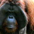 The habitat of Bornean orangutans has dwindled by over 50 percent in the past 20 years, and its population has fallen by more than 50 percent over the past 60 years, the WWF says