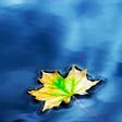 What Is Maple Water?