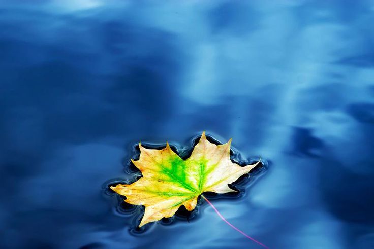 What Is Maple Water?