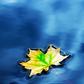 What Is Maple Water?