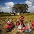 Farmers have lunch as they take a break from harvesting rice on a field in Lalitpur, Nepal October 26, 2016. REUTERS/Navesh Chitrakar