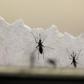 Aedes aegypti mosquitoes are seen at the Laboratory of Entomology and Ecology of the Dengue Branch of the U.S. Centers for Disease Control and Prevention in San Juan, Puerto Rico, March 6, 2016.