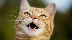 How a Cat Bite Led to a $50,000 Hospital Bill