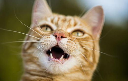 How a Cat Bite Led to a $50,000 Hospital Bill