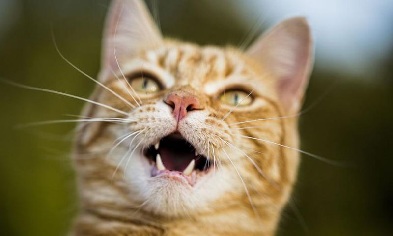 How a Cat Bite Led to a $50,000 Hospital Bill