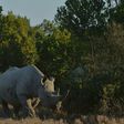 A southern white rhinoceros, seen here in Kenya