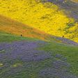 Carrizo Plain was declared a national monument in 2001 under the Antiquities Act, a decision now under review by the Trump administration
