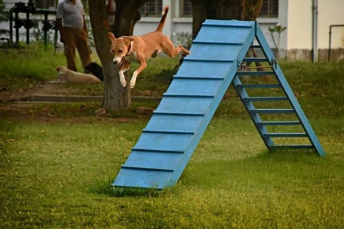 Asha, a rescued stray-turned-sniffer dog, is put through her paces at the West Bengal training school