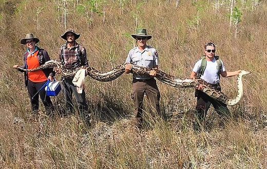 A 17-foot Burmese python was found in Florida, what was it even doing there?