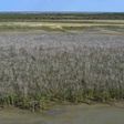 The die-back of mangrove swamps in Australia's Gulf of Carpentaria is believed to be the worst incident ever recorded