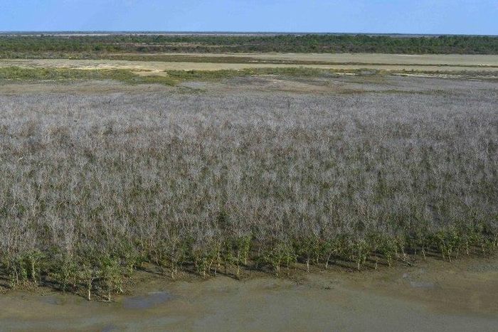 The die-back of mangrove swamps in Australia's Gulf of Carpentaria is believed to be the worst incident ever recorded