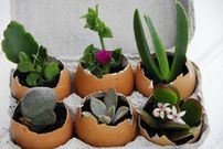 Eggshells for seedlings(sahomeowner)