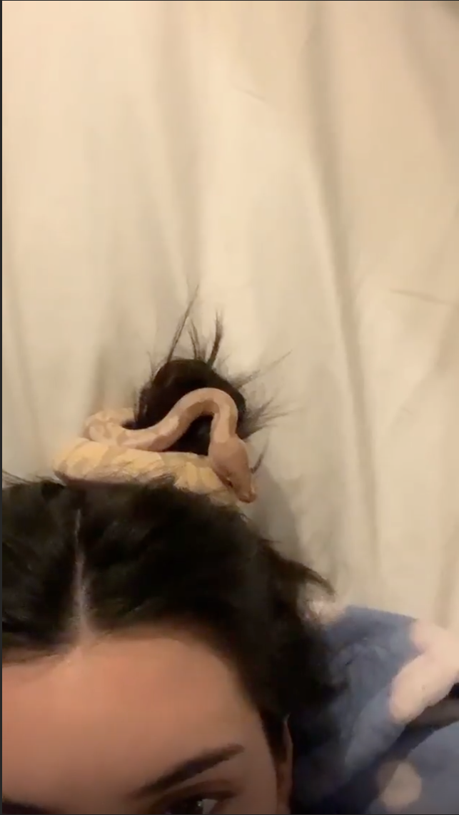 Kendall Jenner Instagrams Her Pet Snake In Her Hair