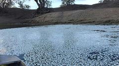 Just weeks after up to a million fish were killed, another mass death occurred in the Murray-Darling river system