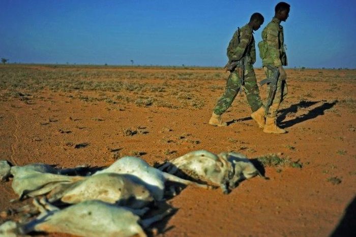 Servicemen walk past a flock of dead goats in a dry area in northeastern Somalia, on December 15, 2016 where drought has severely affected livestock