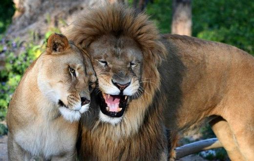 A lion and a lioness are seen at Tunisia's Belvedere Zoo, which has reopened with extra guards after visitors stoned a crocodile to death