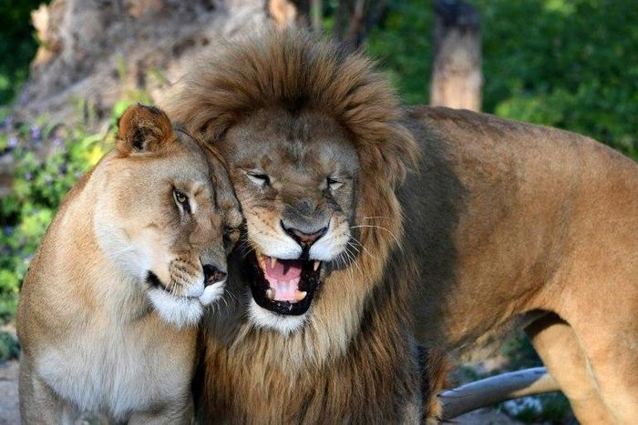 A lion and a lioness are seen at Tunisia's Belvedere Zoo, which has reopened with extra guards after visitors stoned a crocodile to death