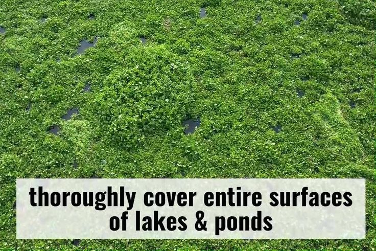 Raila's Move to Clear Water Hyacinth From Lake Victoria