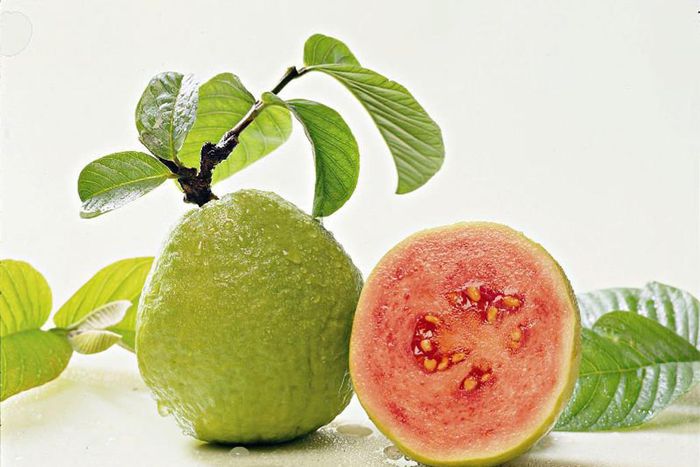 The leaves deserve a much higher priority in your meal plan than the guava fruits.
