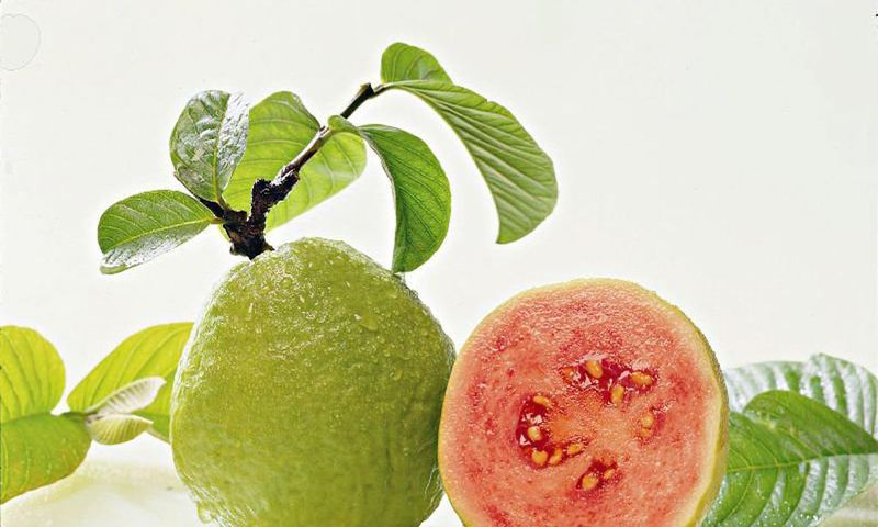 The leaves deserve a much higher priority in your meal plan than the guava fruits.
