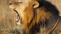 ___5756047___https:______static.pulse.com.gh___webservice___escenic___binary___5756047___2016___11___14___14___lion