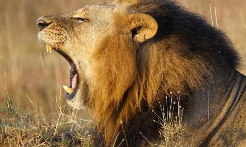 ___5756047___https:______static.pulse.com.gh___webservice___escenic___binary___5756047___2016___11___14___14___lion
