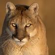 A Jogger Killed a Mountain Lion in Self-Defense
