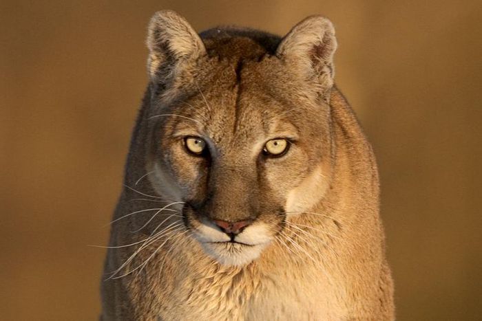A Jogger Killed a Mountain Lion in Self-Defense