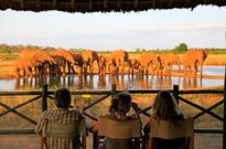 Tourists enjoy watching elephants at a watering hole in Tsavo East (Twitter)