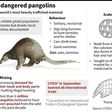 Endangered pangolins