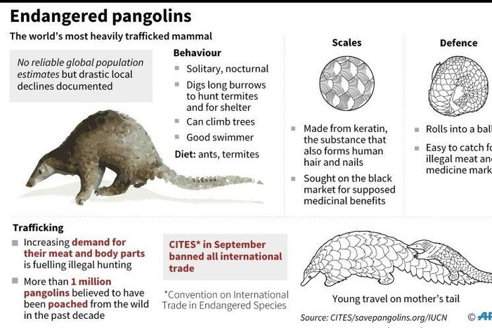 Endangered pangolins