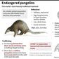 Endangered pangolins