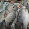 Fish on display at a market